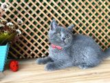 Çok Oyuncu Blue British Shorthair Rein