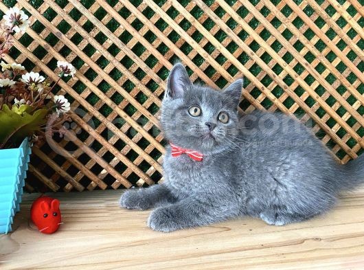 Çok Oyuncu Blue British Shorthair Rein görsel