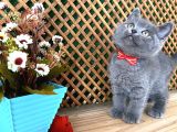 Çok Oyuncu Blue British Shorthair Rein