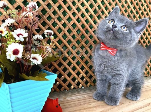 Çok Oyuncu Blue British Shorthair Rein