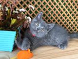 Çok Oyuncu Blue British Shorthair Rein