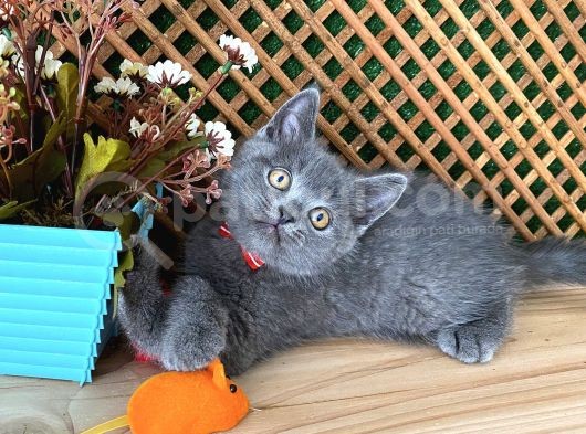 Çok Oyuncu Blue British Shorthair Rein görsel