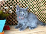 Çok Oyuncu Blue British Shorthair Rein
