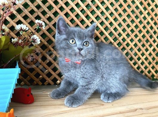 Çok Oyuncu Blue British Shorthair Rein görsel