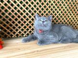 Çok Oyuncu Blue British Shorthair Roll