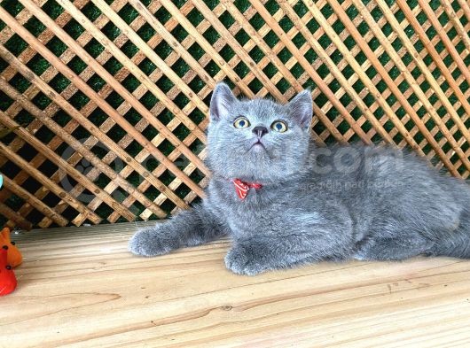 Çok Oyuncu Blue British Shorthair Roll görsel