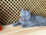 Çok Oyuncu Blue British Shorthair Roll