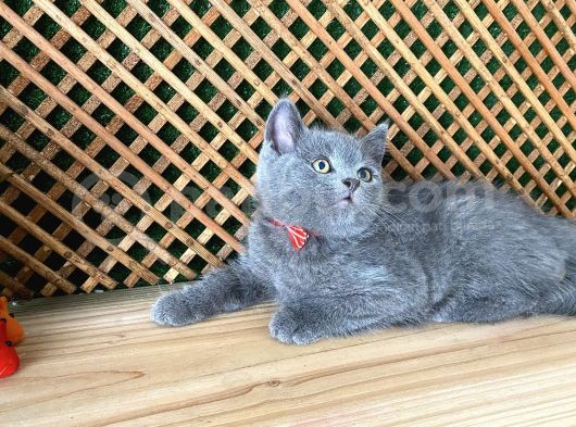 Çok Oyuncu Blue British Shorthair Roll görsel