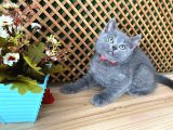 Çok Oyuncu Blue British Shorthair Roll