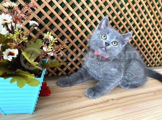 Çok Oyuncu Blue British Shorthair Roll
