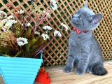 Sıcakkanlı Safkan Blue British Shorthair Yavrumuz Micho