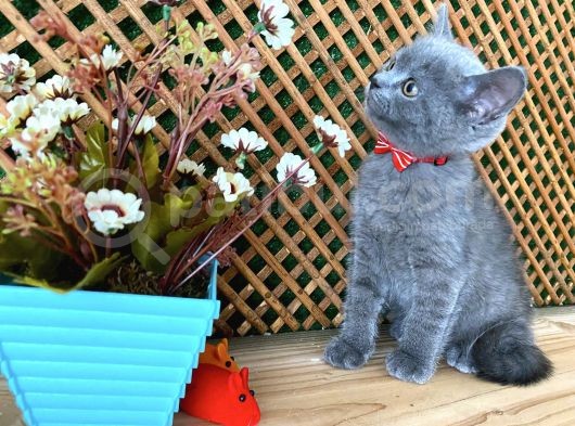 Sıcakkanlı Safkan Blue British Shorthair Yavrumuz Micho görsel