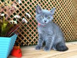 Sıcakkanlı Safkan Blue British Shorthair Yavrumuz Micho
