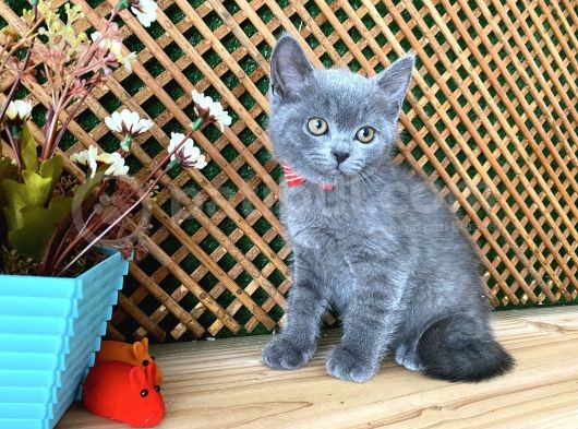 Sıcakkanlı Safkan Blue British Shorthair Yavrumuz Micho görsel