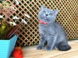 Sıcakkanlı Safkan Blue British Shorthair Yavrumuz Micho