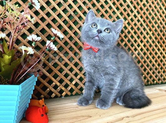 Sıcakkanlı Safkan Blue British Shorthair Yavrumuz Micho görsel