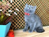 Sıcakkanlı Safkan Blue British Shorthair Yavrumuz Micho