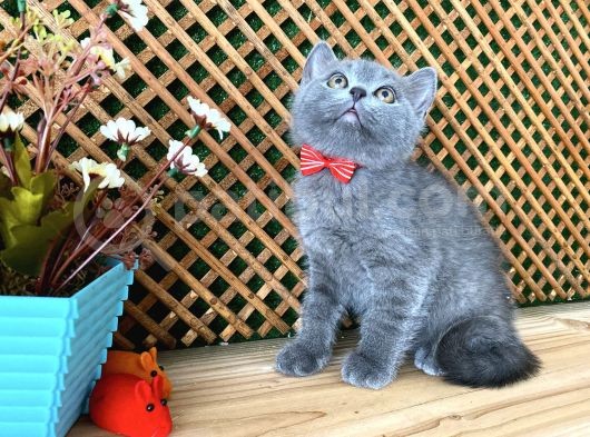 Sıcakkanlı Safkan Blue British Shorthair Yavrumuz Micho