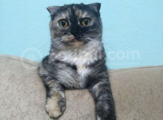 Acil Kayıp