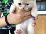 Scottish Fold ve British yavrularımız