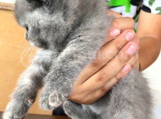 Scottish Fold Ve British Yavrularımız görsel