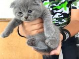 Scottish Fold Ve British Yavrularımız