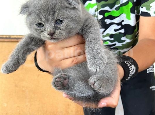 Scottish Fold Ve British Yavrularımız görsel