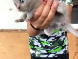 Scottish Fold Ve British Yavrularımız