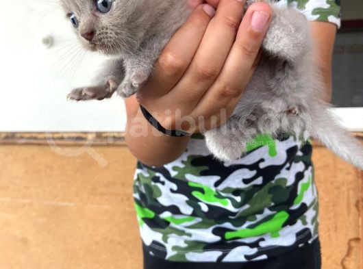 Scottish Fold Ve British Yavrularımız görsel