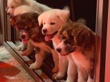 Ender Bulunan Renklerde Japon Akita Inu