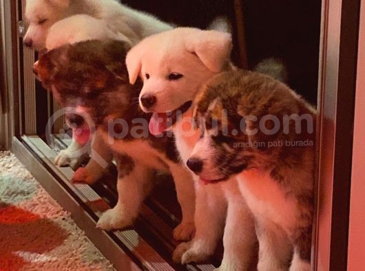 Ender Bulunan Renklerde Japon Akita Inu görsel