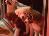 Ender Bulunan Renklerde Japon Akita Inu