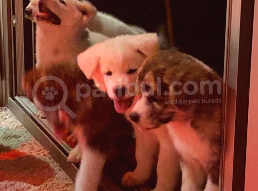Ender Bulunan Renklerde Japon Akita Inu görsel