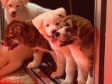 Ender Bulunan Renklerde Japon Akita Inu