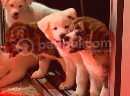 Ender Bulunan Renklerde Japon Akita Inu görsel