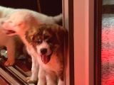 Ender Bulunan Renklerde Japon Akita Inu