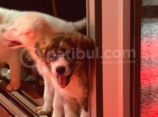 Ender Bulunan Renklerde Japon Akita Inu