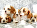 Muhteşem Güzellikte Cavalier King Charles