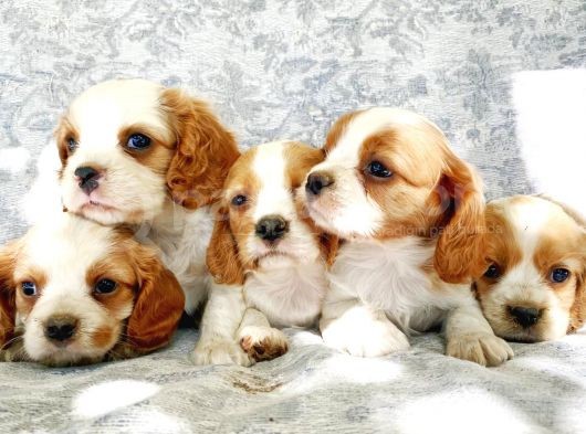 Muhteşem Güzellikte Cavalier King Charles görsel