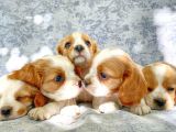 Muhteşem Güzellikte Cavalier King Charles
