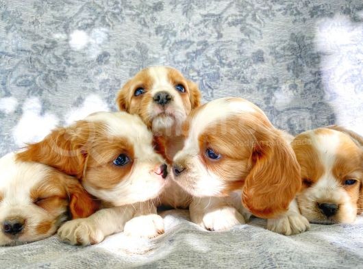 Muhteşem Güzellikte Cavalier King Charles