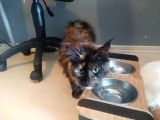 Safkan Maine Coon Dişi 7 Aylık