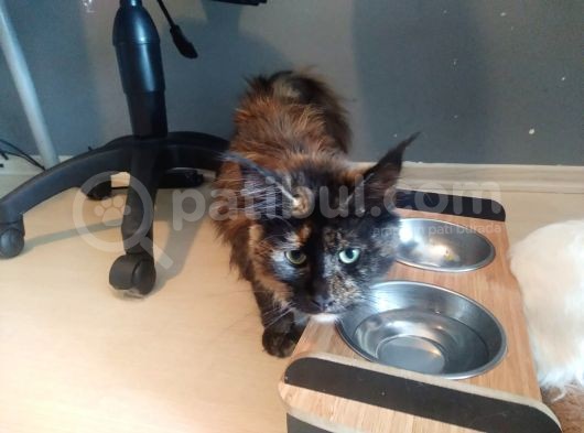 Safkan Maine Coon Dişi 7 Aylık görsel