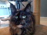 Safkan Maine Coon Dişi 7 Aylık