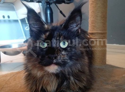 Safkan Maine Coon Dişi 7 Aylık görsel