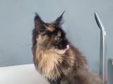 Safkan Maine Coon Dişi 7 Aylık