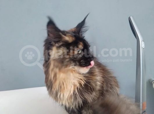 Safkan Maine Coon Dişi 7 Aylık görsel
