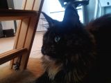Safkan Maine Coon Dişi 7 Aylık