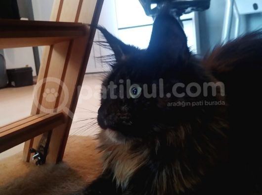 Safkan Maine Coon Dişi 7 Aylık görsel