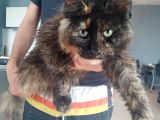 Safkan Maine Coon Dişi 7 Aylık
